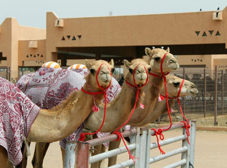 Al Ain City Tour 2