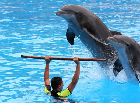 Dubai Dolphinarium Show