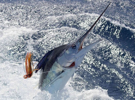 Deep Sea Fishing Dubai